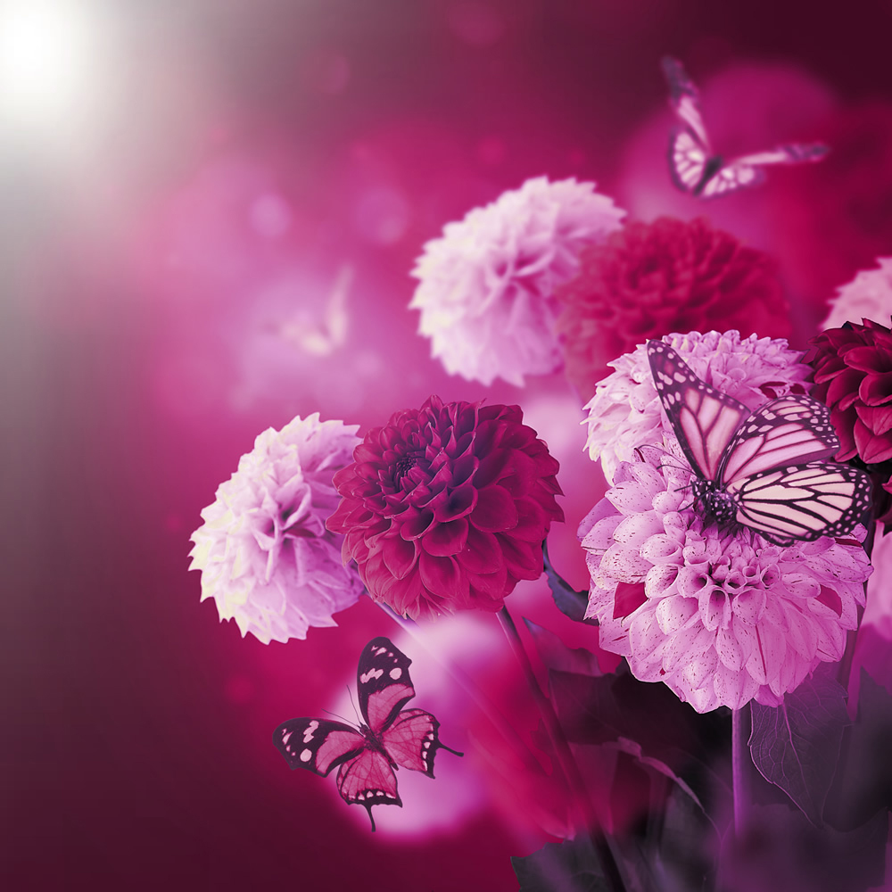 Pink Flowers Fuchsia Butterfly Wallpaper Wall Mural