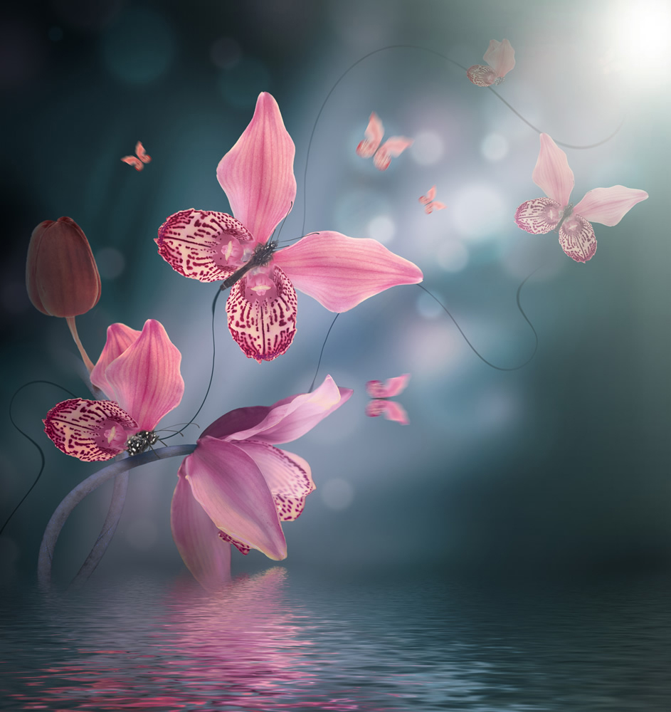 Pink Butterfly Grey Background Wallpaper Wall Mural