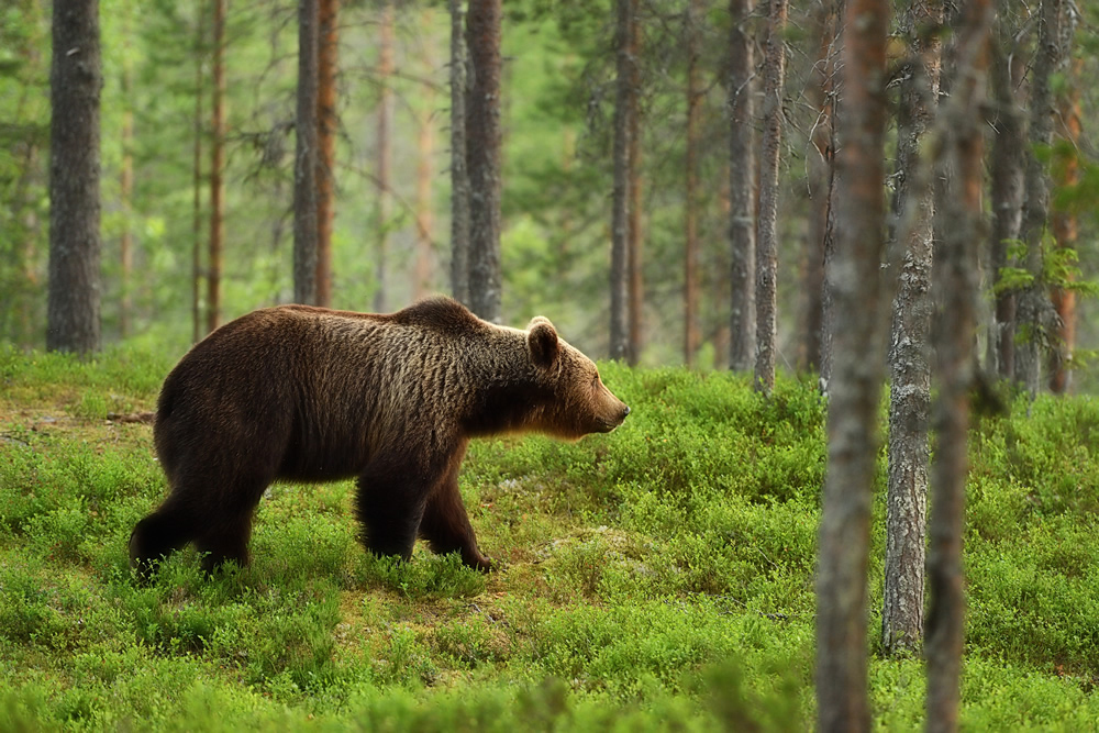 Brown Bear In Forest Woodland Wallpaper Wall Mural