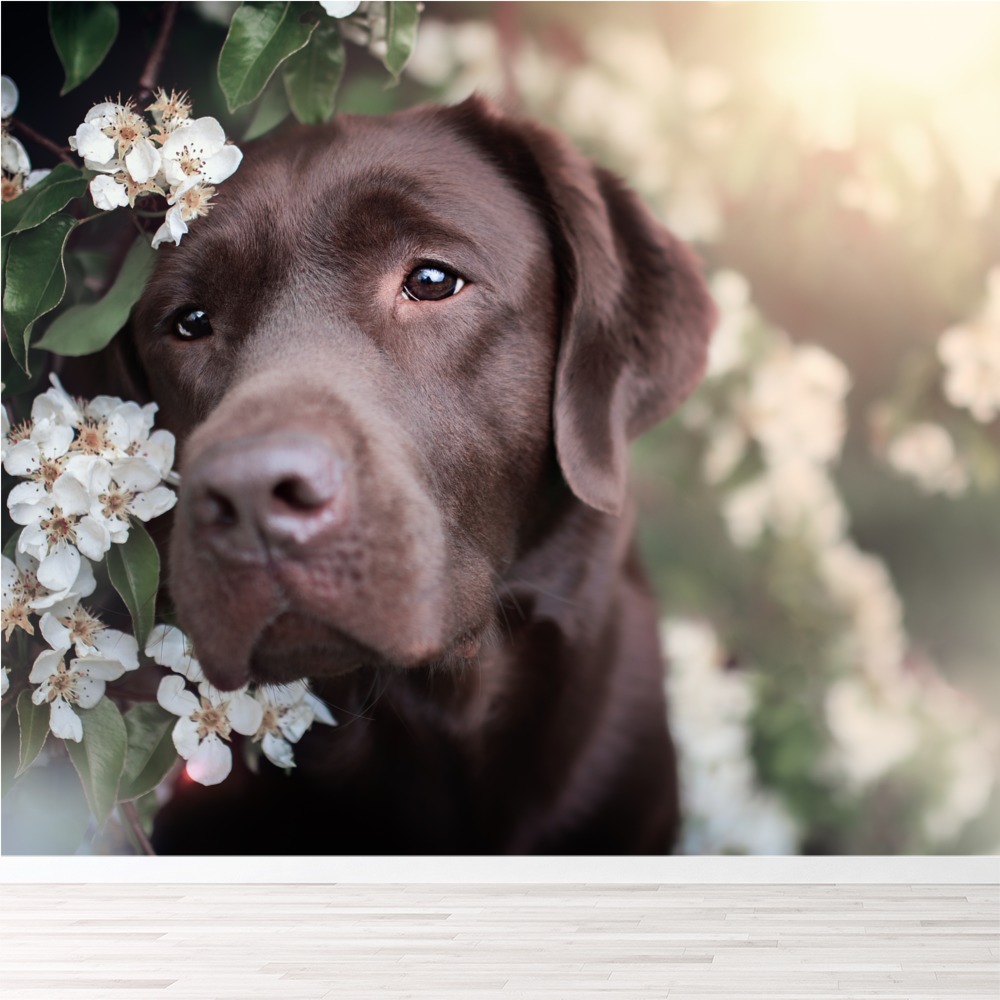 chocolate labrador dog wallpaper wall mural