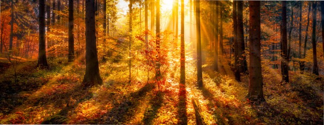 Autumn Forest Sunset Panoramic Wallpaper Wall Mural Autumn Forest Sunset Panoramic Wallpaper Wall Mural