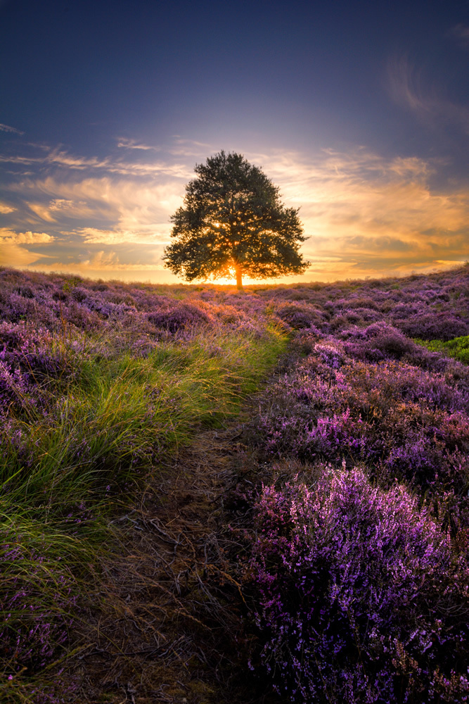 Purple Lavender Meadow Wallpaper Wall Mural