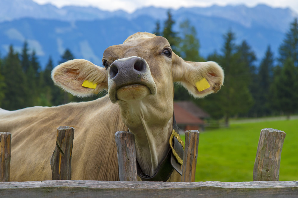 Cow Selfie Wallpaper Wall Mural Rincasare dai matrimoni con la prestanza fisica di giampiero galeazzi. cow selfie wallpaper wall mural