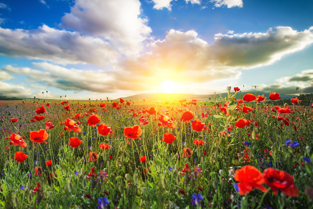 Red Poppy Field Floral Wallpaper Wall Mural