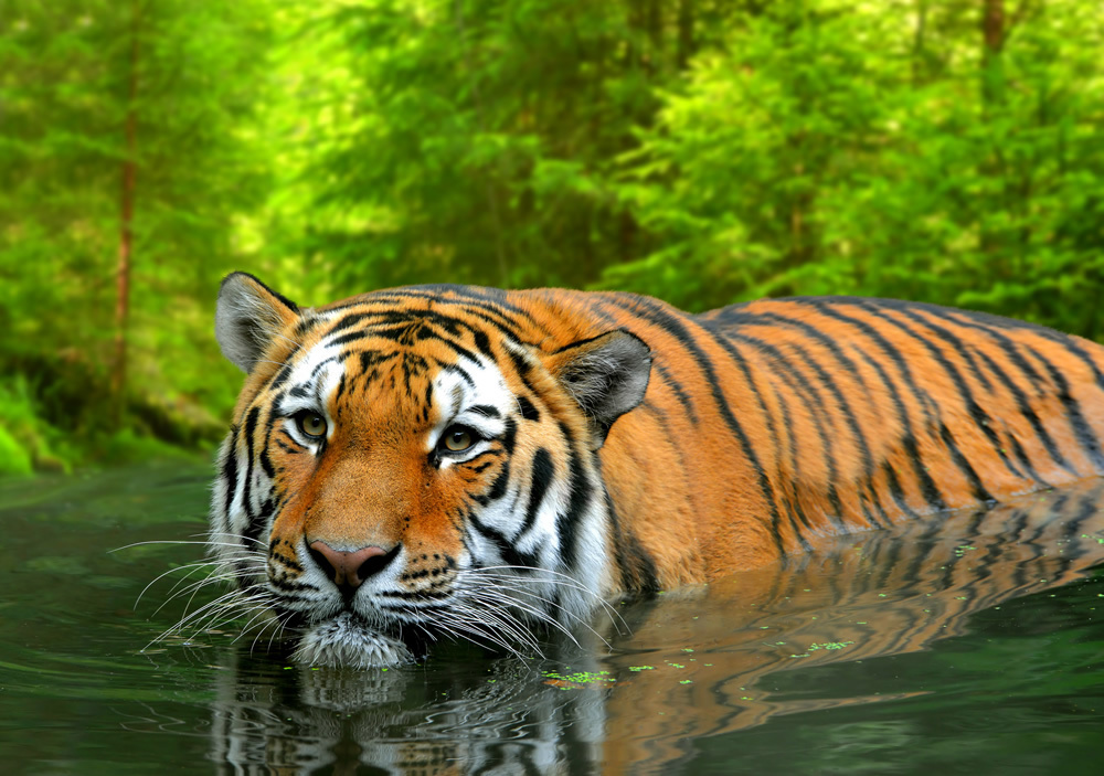 Jungle Tiger Wallpaper Wall Mural