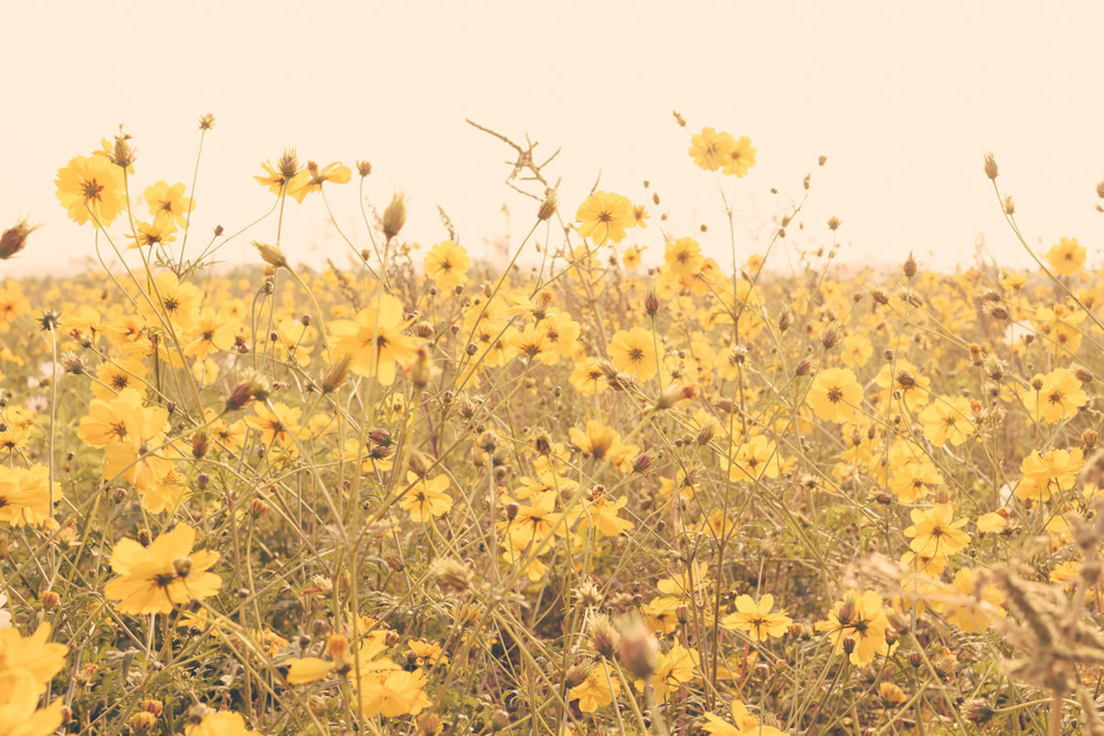 yellow daisy field wallpaper wall mural