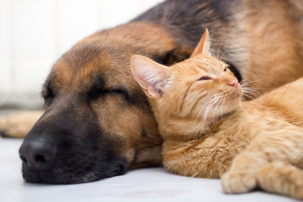 Best Friends Dog Cat Wallpaper Wall Mural