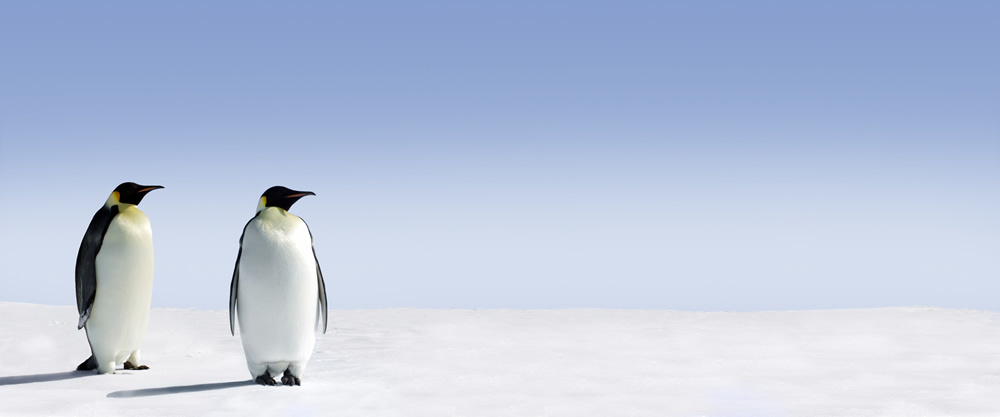 Emperor Penguin Wallpaper Wall Mural