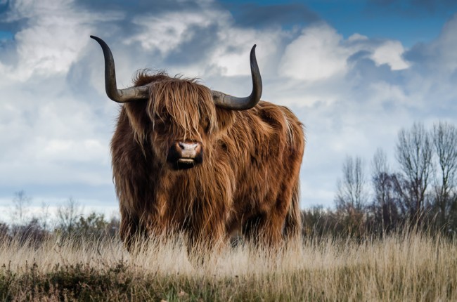 Highland Cow Brown Bull Wallpaper Wall Mural