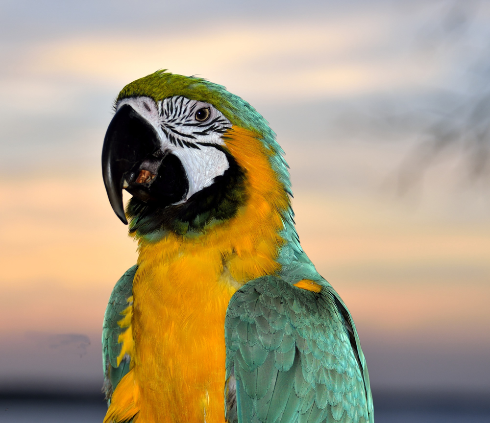 Yellow Green Macaw Parrot Wallpaper Wall Mural