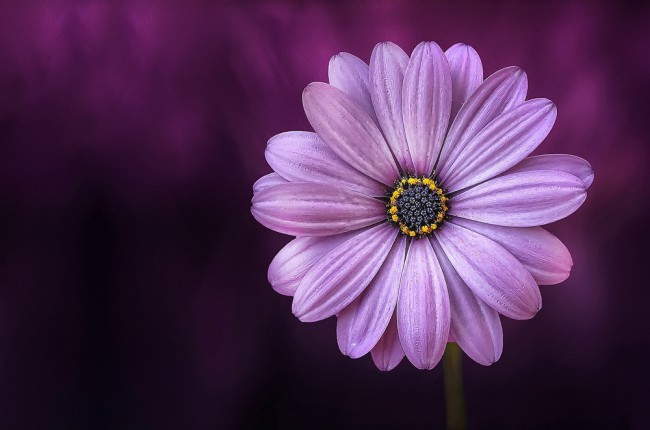 Purple daisy store