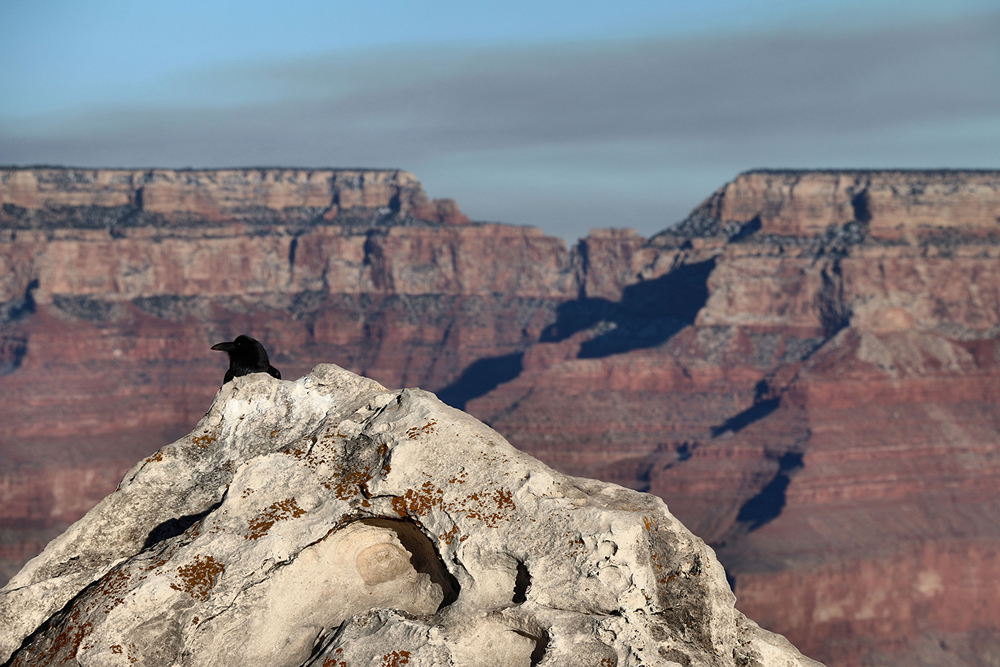 Lost In Grand Canyon Wall Mural By Julie Maxwell