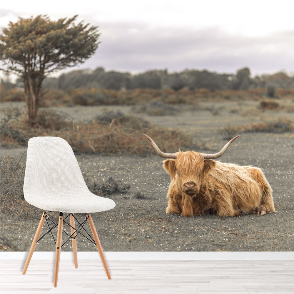 Highland Cow Wall Mural by Assaf Frank