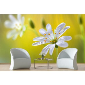 Stitchwort Wall Mural by Mandy Disher