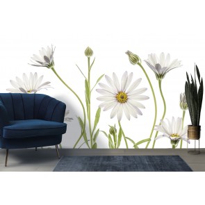 Cape Daisies Wall Mural by Mandy Disher