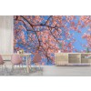 Cherry Blossom Sky Wallpaper Wall Mural