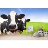 3D Dairy Cow Wallpaper Wall Mural