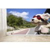 Cruising Dog Wallpaper Wall Mural