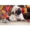 Pug Puppy Wallpaper Wall Mural