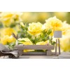 Yellow Roses Wallpaper Wall Mural