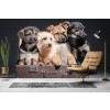 Suitcase Puppies Wallpaper Wall Mural