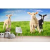 Happy Lambs Wallpaper Wall Mural