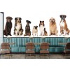 Panorama Dogs Wallpaper Wall Mural