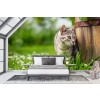 Grey Tabby Cat Wallpaper Wall Mural