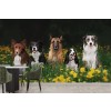 Dogs in Field Wallpaper Wall Mural