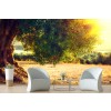 Olive Tree Wallpaper Wall Mural