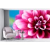 Pink Dahlia Wallpaper Wall Mural