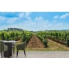 Vineyard Wallpaper Wall Mural