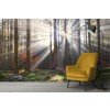 Sunshine Forest Wallpaper Wall Mural