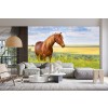 Country Horse Wallpaper Wall Mural