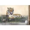 Resting Male Tiger Wallpaper Wall Mural