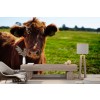 Brown Cow Farm Cattle Wallpaper Wall Mural