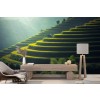 Green Rice Paddy Thailand Landscape Wallpaper Wall Mural