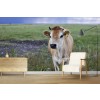 Cow Farm Cattle Wallpaper Wall Mural
