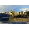 Flock Of Sheep Farmyard Wallpaper Wall Mural