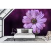 Purple Daisy Flower Wallpaper Wall Mural