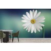 White Daisy Flower Wallpaper Wall Mural