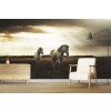 Island Horses Wall Mural by Andreas Stridsberg