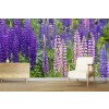 Lupine Wildflowers Wall Mural by Chuck Haney - Danita Delimont