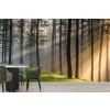Light Rays Through Forest Wall Mural by Yuri Choufour - Danita Delimont