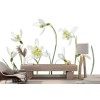 Spring Snowdrops Wall Mural by Mandy Disher