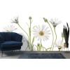 Cape Daisies Wall Mural by Mandy Disher