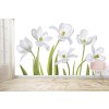 White Tulips Wall Mural by Mandy Disher