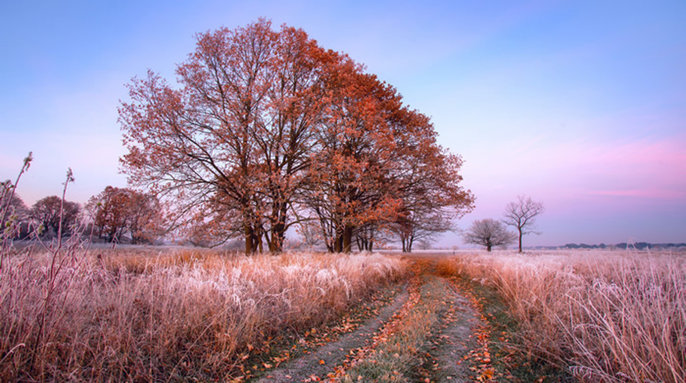 Herbst Sonnenaufgang Fototapete Roter Baum Tapete Wohnzimmer Schlafzimmer Foto Dekor