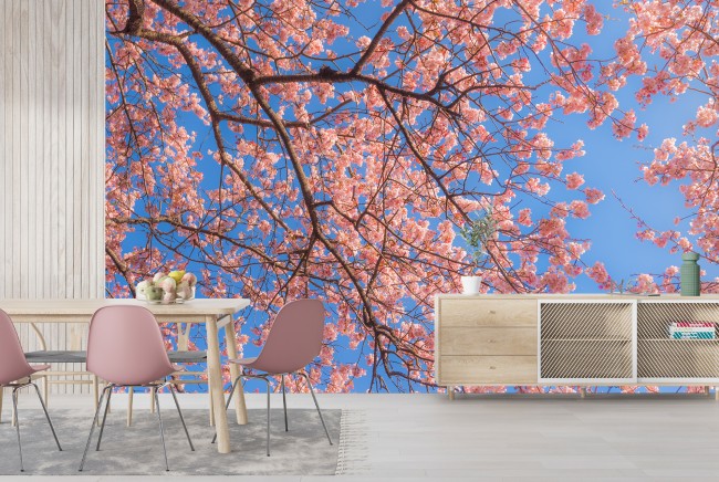 Rosa Kirschblute Fototapete Blauer Himmel Tapete Schlafzimmer Foto Inneneinrichtungen