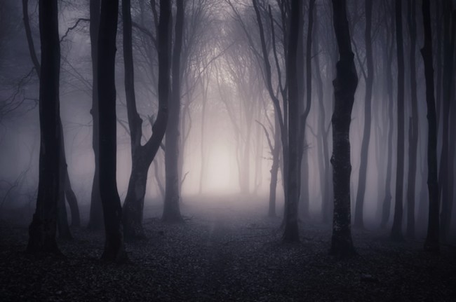 Dunkle Nebelholzer Fototapete Wald Und Baume Tapete Schlafzimmer Foto Inneneinrichtungen Der anblick eines bambuswalds hat eine beruhigende wirkung und sorgt für gute träume. dunkle nebelholzer fototapete wald und baume tapete schlafzimmer foto inneneinrichtungen